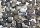 Natural Chalcedony Nodules (Wholesale Lot) - Pieces #61821-1